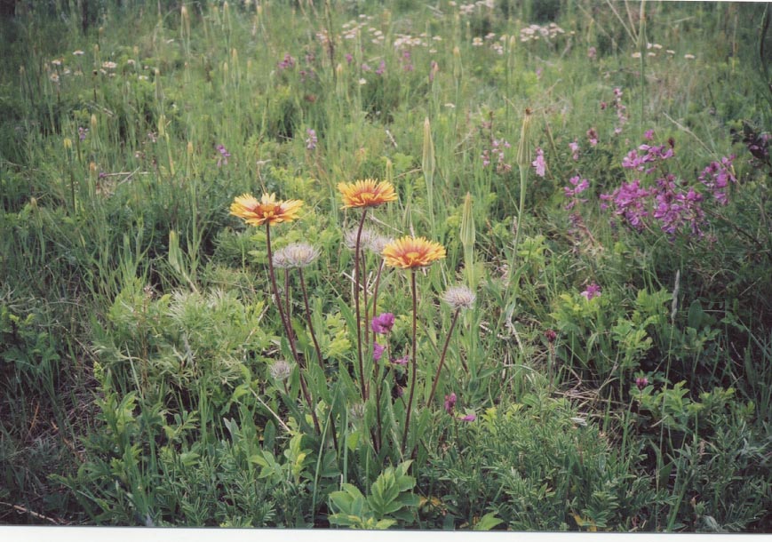 wildflowers